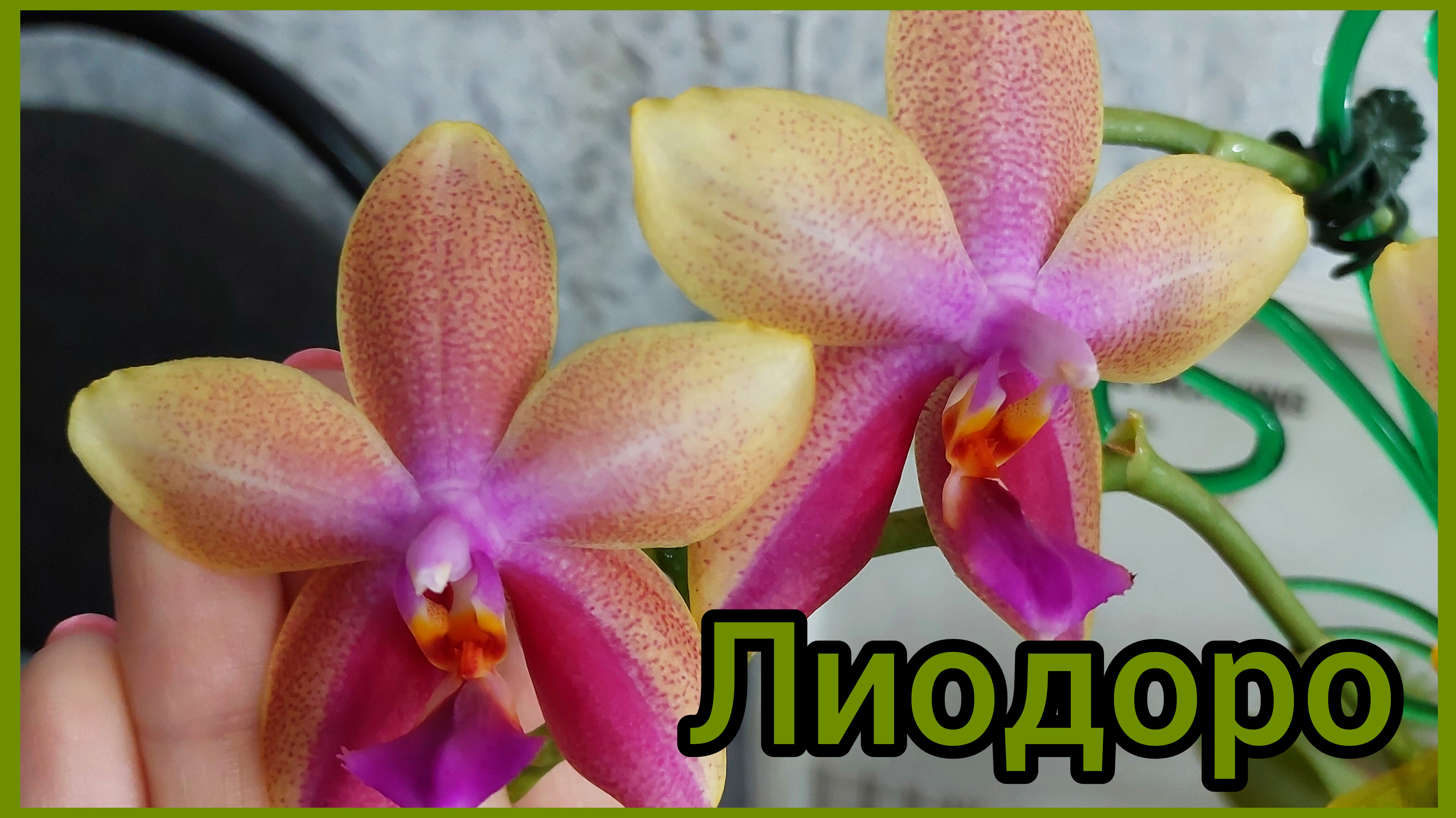 Небольшой, но рекорд🌸 #фаленопсис Лиодоро набирает мощь #орхидеи #цветы #растения #цветениеорхидей