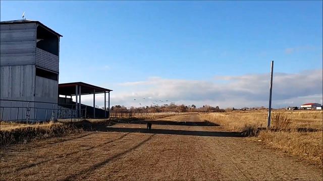 Эмоции собаки Эрдельтерьер