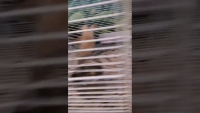 Выставка животных в Усть-Каменогорске