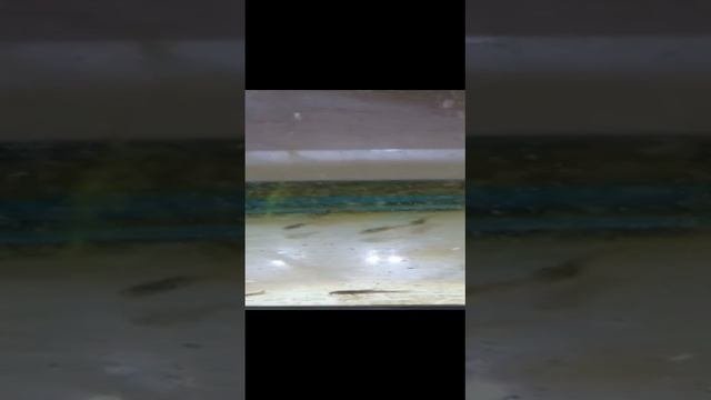 Нерест коридорасов золотистых