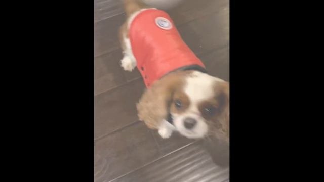 Показ мод Шанечки ОДЕЖДА ИЗ АМЕРИКИ 😀🐕❤️🥺🤩🥰