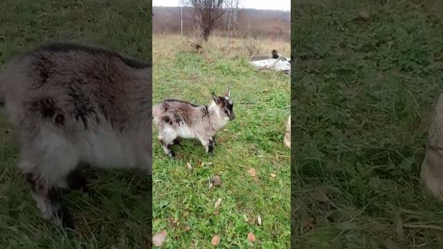 VID-20231020-WA0160.mp4