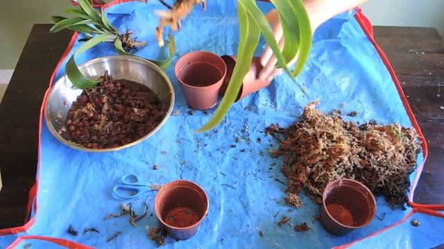 Repotting Paphiopedilum Orchids - Lady Slipper