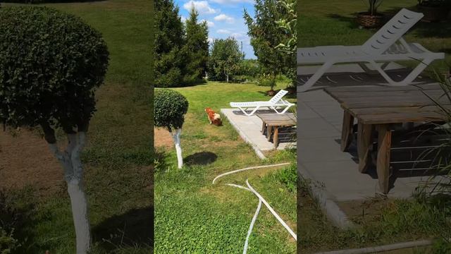 Собачка хочет на дачу