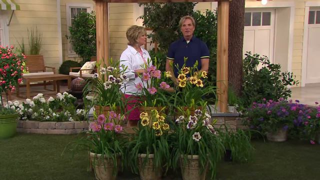 Cottage Farms 6-pc. Fragrant Reblooming Daylily Collection with Carolyn Gracie