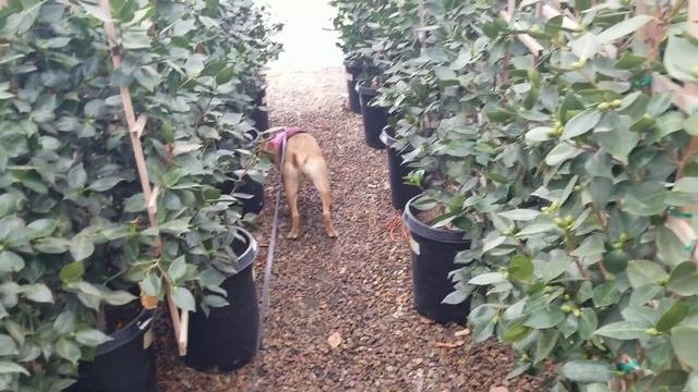 Camellias, hummingbirds and a dog