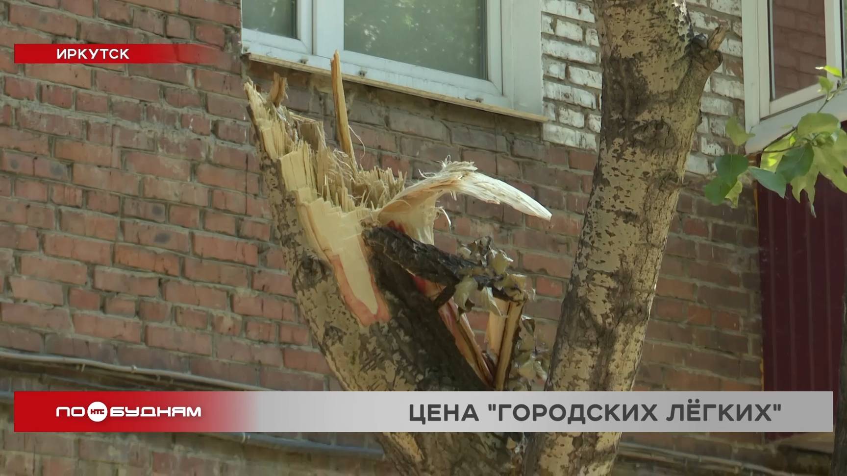 Старые тополя в Иркутске всё чаще угрожают безопасности горожан