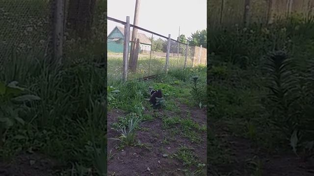 лайка русско европейская   карат два месяца. начинаем занятия