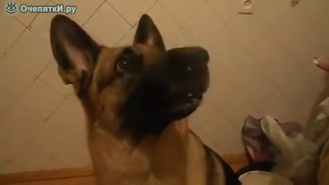 Страшная собака