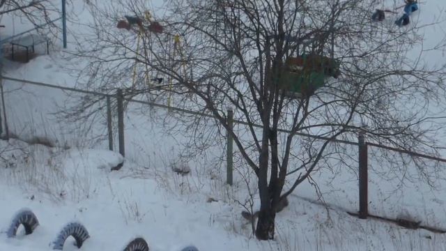 СОРОКА-БЕЛОБОКА