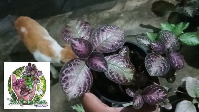 Yuk Episcia Hybridnya Ready Lagi #plants #flower  #jualtanamanhiasmurah #flowers #tanaman