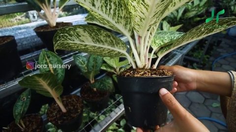 JENIS-JENIS AGLAONEMA BERDAUN HIJAU