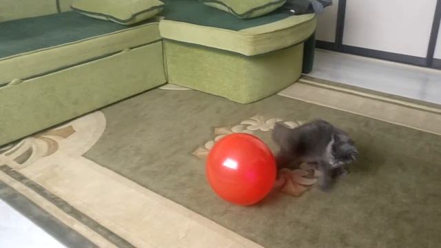 Кошка Алиска и воздушный шарик
