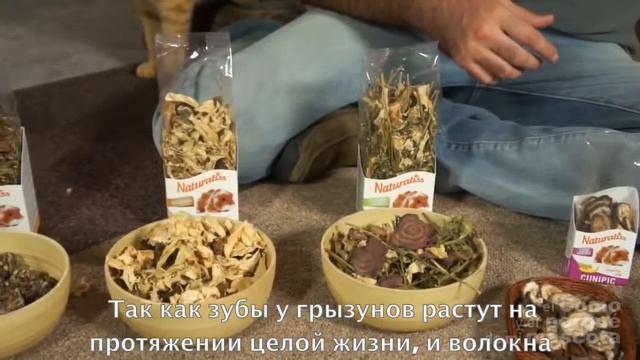 Натуральное питание морских свинок - композиция