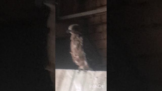 Коршун Петруха. Восьмая неделя.