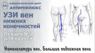 УЗИ вен. Римская номенклатура. Большая подкожная вена