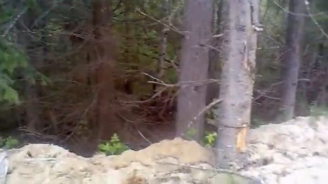 ШОК! ЕТИ В ЛЕСУ (охренеть случайно заснял)