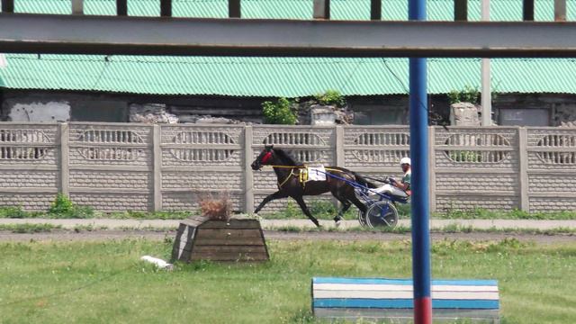 9.07.2022г.Абакан Квалификационный заезд 2-х лет Рысистых пород 1600м