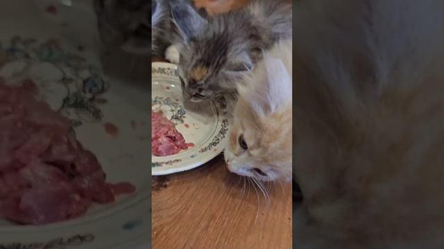 VID_20240917_105046_164.mp4