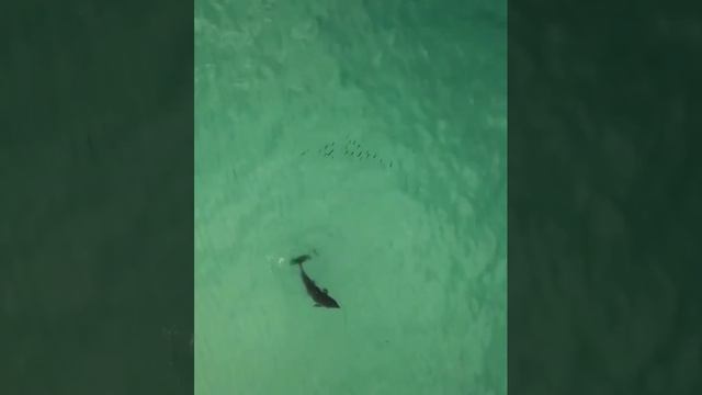 Дельфин бьёт хвостом, чтобы оглушить рыбёшку 🐬