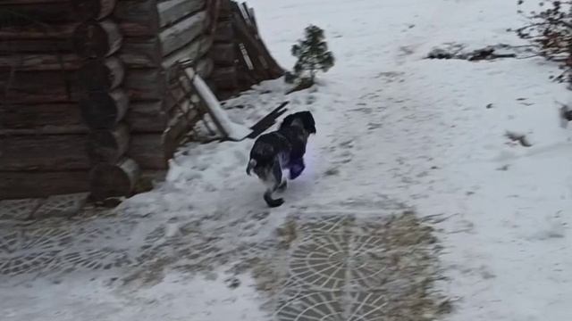 Спаниель Кира радуется жизни