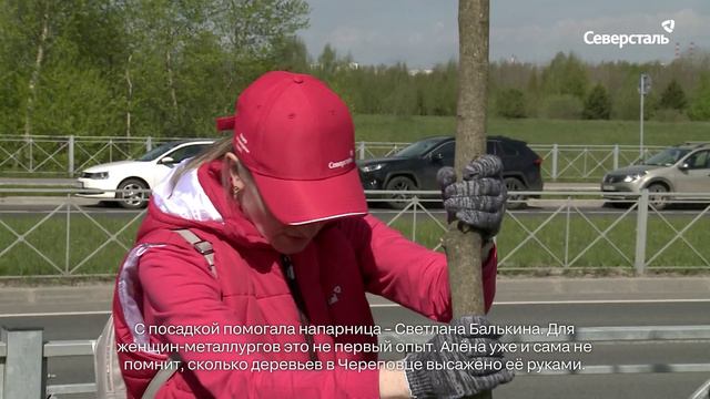 Массовая посадка крупномерных деревьев при поддержке «Северстали» прошла в Череповце