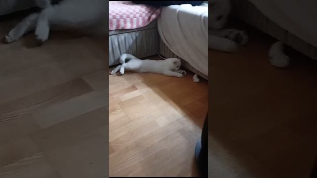 Кот Платоша - охотник с кроличьей лапкой