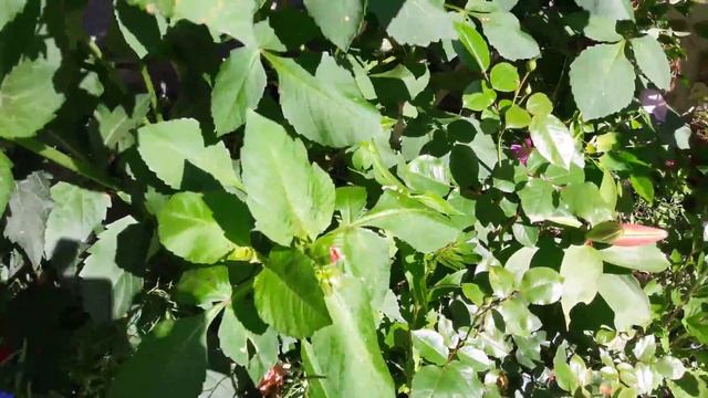 Ц В Е Т Ы !!! цветущая клумба около дома(10.8.17.)