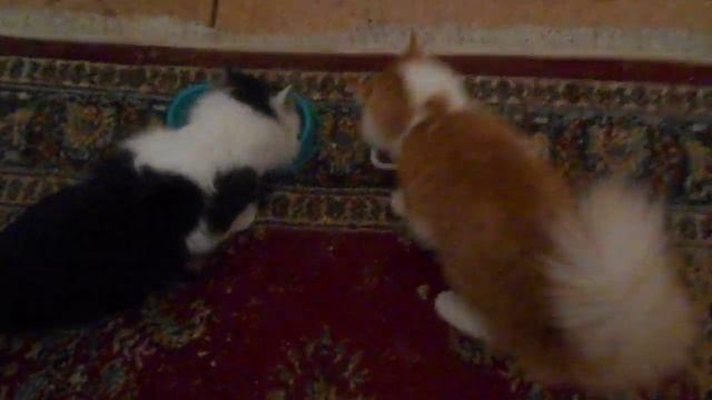 Реакция котов на кошачий корм