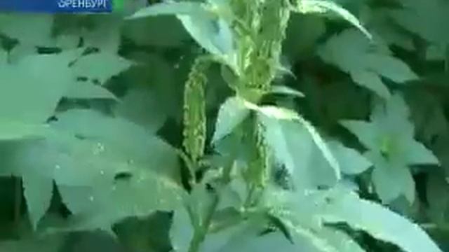 Рай для амброзии 29 07 13