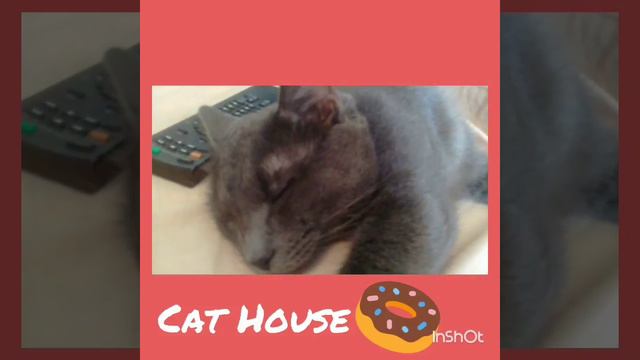 Как собрать кота на дачу
