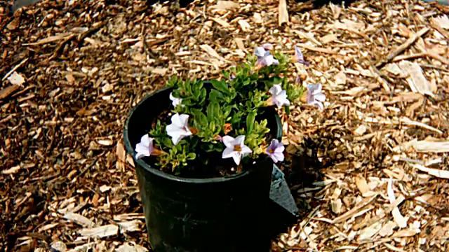 Calibrachoa Miss Lilac Time Lapse - Fialová Kvetinka Zrýchlený čas