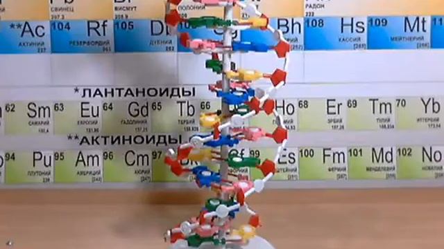 Видео обзор - Модель структуры ДНК