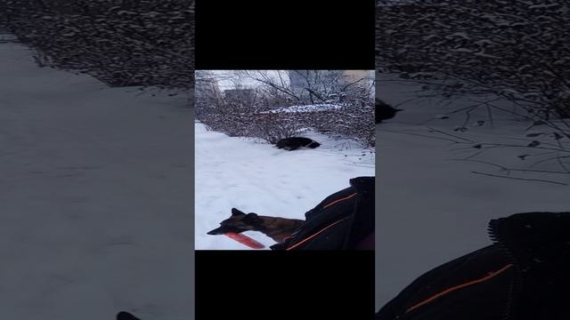 Продолжаем не кормить собаку