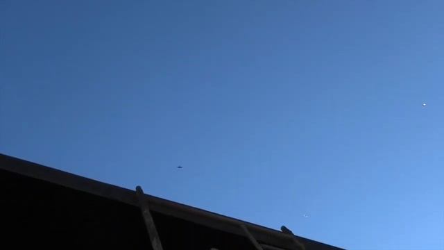 Хищник не дает голубям летать!