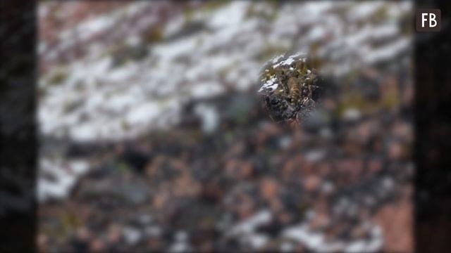 Сможете найти кошку, спрятанную на фото, менее чем за 10 сек? У меня получилось