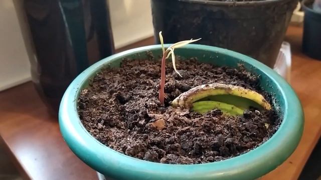 Как вырастить манго из косточки. Серия 1 - How to grow mango from seed. Series 1
