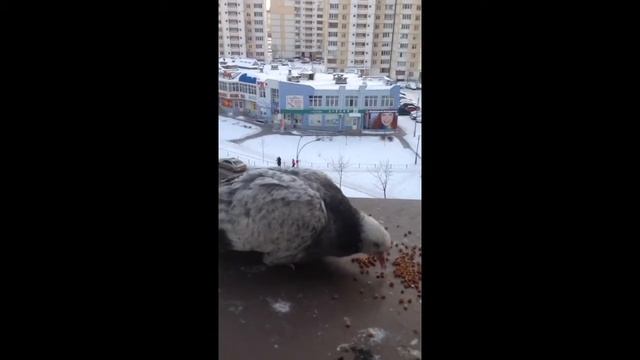 Я и мои сраные голуби. Специально для Ксюши :P