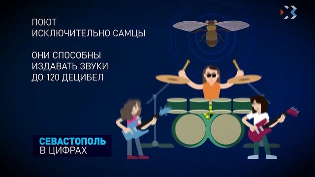 Севастополь в цифрах. Выпуск 33. Цикада