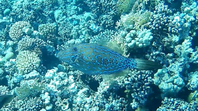 Отель Coral Sun, подводный мир, 02.07.24-15.07.24