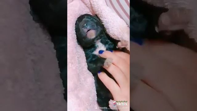 Щенок кавказской овчарки. 10 минут после родов.