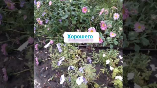 YouCut_20240816_090905531.mp4Барнаул, 16 августа.