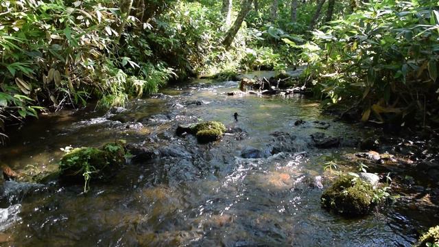 Чистейший и прекрасный ручей в Кунаширском лесу на Курильских островах!