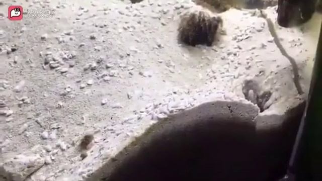 Рыбы плюются