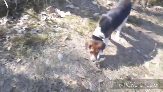 #20 РЕАКЦИЯ СОБАК НА ДВУХНЕДЕЛЬНОЕ ОТСУТСТВИЕ! ПРОГУЛКА С РПГ