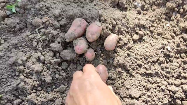 Печальный урожай картофеля на проекте Суворова. Своя селекция - метод отбора семян. 15092023.