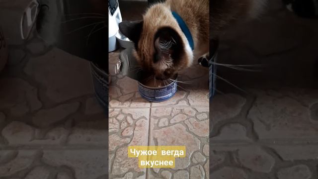 #лунка #любимка #рекомендации #кот #тайская