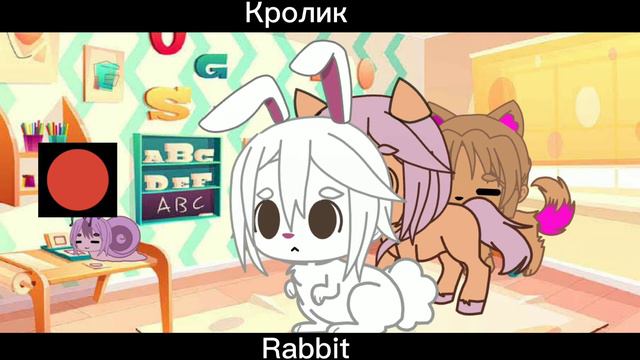 Animal shelter-shop
Приют-магазин животных