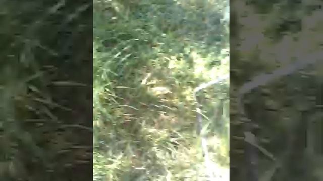 Мальчик превратился в козу