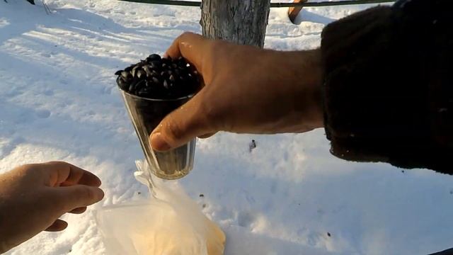 Синички зимой в саду